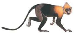 Trachypithecus f.