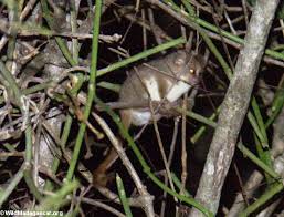 Microcebus murinus