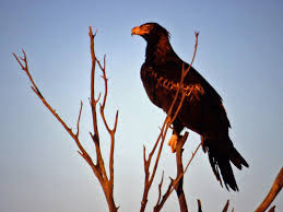 (Aquila audax) - Wiki;