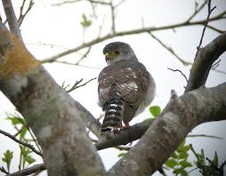 (Accipiter superciliosus)