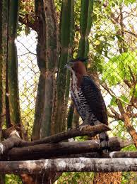 Archivo:Spizaetus ornatus.jpg