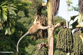 (Macaca fascicularis)