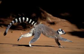 Ringtailed Lemur, Lemur catta,