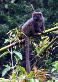 Hapalemur griseus - Gray