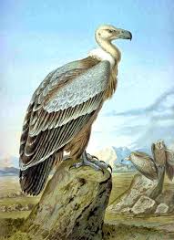 Gyps fulvus - Gänsegeier