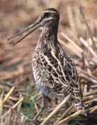 Gallinago hardwickii