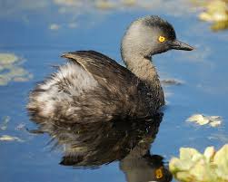Tachybaptus dominicus,