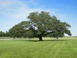 Oak Alley Plantation has been