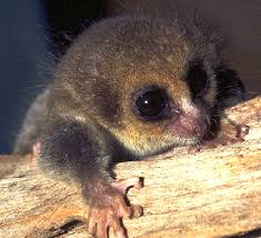 Allocebus trichotis