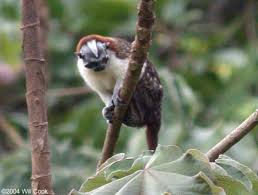 (Saguinus geoffroyi)