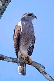 (Buteo ridgwayi)