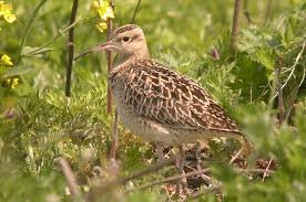 Whimbrel Numenius minutus,