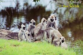 (Semnopithecus entellus)