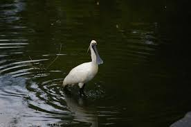 Platalea regia photo