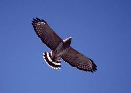 Hawk (Buteo platypterus)