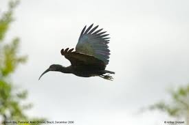 Mesembrinibis cayennensis