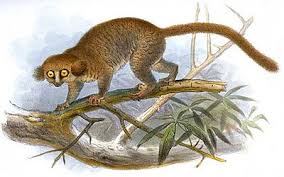 Cheirogaleidae