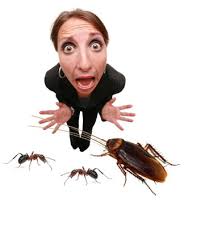 Guest Post: Non-Toxic Pest