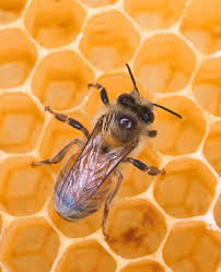 Honey bee