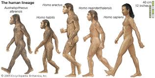 Hominidae