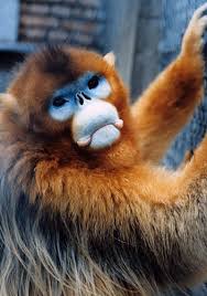 Rhinopithecus roxellana