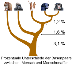 File:Hominidae tree 01.png