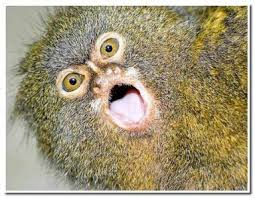 callithrix pygmaea
