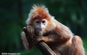 (Trachypithecus auratus)