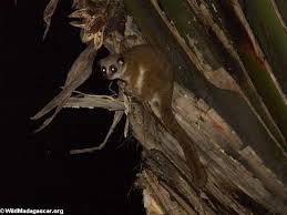 Greater dwarf lemur(Andasibe)
