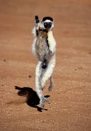 Propithecus verreauxi,