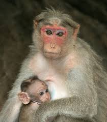 Macaca radiata, Western Ghats,