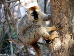 for Eulemur fulvus rufus: