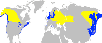 File:Podiceps grisegena -range