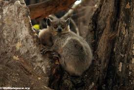 (Lepilemur leucopus)