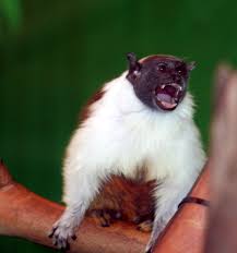 (Saguinus bicolor) - Wiki;