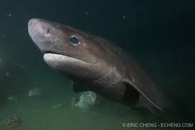 sharks (Hexanchus griseus)