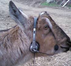 Goat - Hungry no more!