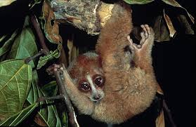Nycticebus coucang (Slow loris
