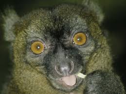 Hapalemur simus chewing culm