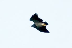 Geranoaetus melanoleucus