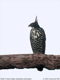 Spizaetus alboniger