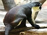 Genus: Cercopithecus - Dryas