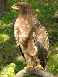 Aquila pomarina Brehm, 1831