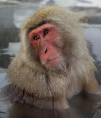 Macaca fuscata Jigokudani