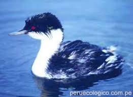 (Podiceps taczanowskii)