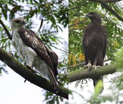 (Spizaetus cirrhatus),