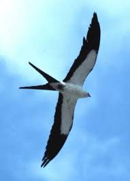 NAME: Elanoides forficatus