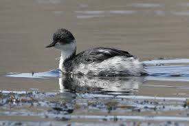 Podiceps occipitalis