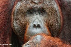 Orangutan (Pongo pygmaeus)