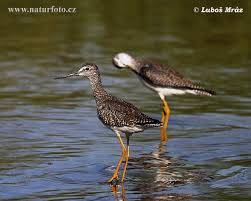 (Tringa melanoleuca)